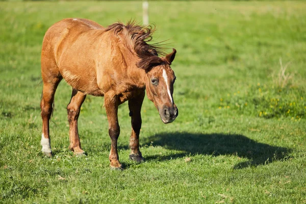 Horse Eat Graas Field — Stock Photo, Image