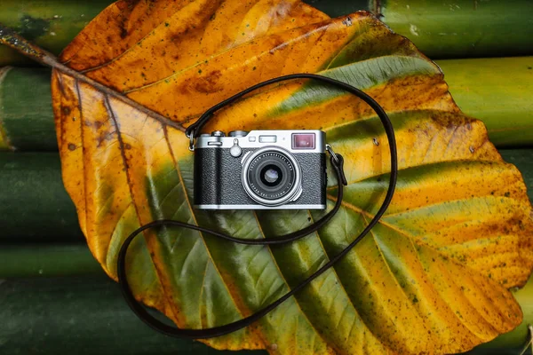 Vintage camera lying on the bamboo tropical leaf