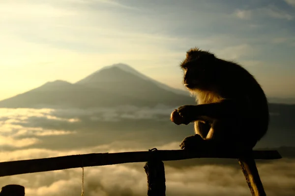 Dağ Batur gündoğumu sırasında Bali adasında üstündeki vahşi maymun