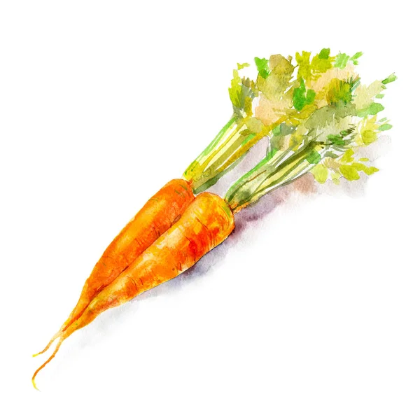 Acuarela ilustración pintada de verduras. Zanahoria fresca colorida — Foto de Stock