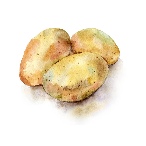 Υδατογραφικά ζωγραφισμένα εικόνα των λαχανικών. Φρέσκια πολύχρωμη πατάτα — Φωτογραφία Αρχείου