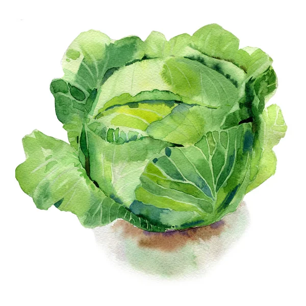 Watercolor painted illustration of vegetables. Fresh colorful cabbage — Stock Photo, Image