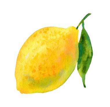 Suluboya limon çizimi. El yapımı narenciye. Taze sarı limon meyvesi. Parlak illüstrasyon. Suluboya botanik resim.