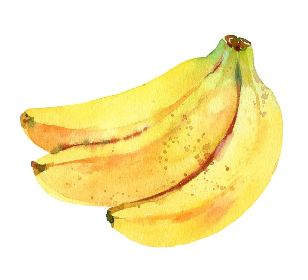Akwarelowa ilustracja banana. Ręcznie rysowana gałąź banana. Świeże żółte owoce. Akwarelowe malarstwo botaniczne. — Zdjęcie stockowe