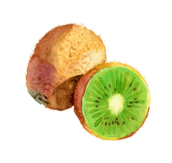 Akvarell kiwi illustration. Handdragen kiwi-skiva. Färsk mogen kiwifrukt. Ljus och fräsch illustration. Akvarell botanisk målning. Sommar frukt akvarell illustration. — Stockfoto