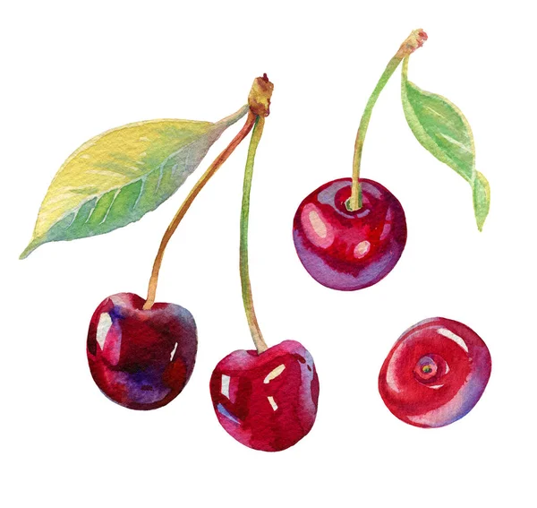 Suluboya kiraz çizimi. El yapımı kiraz seti. Taze ve lezzetli kirazlar. Parlak ve taze bir illüstrasyon. Suluboya botanik resim. Güzel, lezzetli böğürtlenler. 