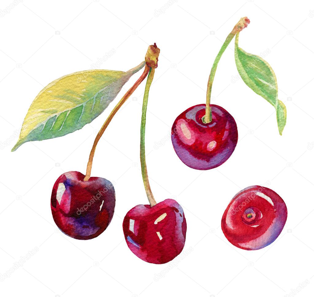 Watercolour cherry illustration. Hand drawn cherries set. Fresh sweet and tasty cherries. Bright and fresh illustration. Watercolor botanical painting. Beautiful tasty berries isolated on white 