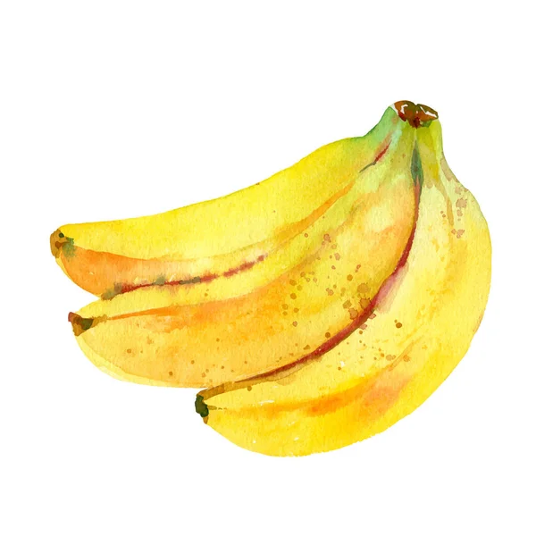 Aquarell-Vektorbananen-Illustration. Handgezeichneter Bananenzweig. Frische gelbe Früchte. Botanische Aquarellmalerei. — Stockvektor