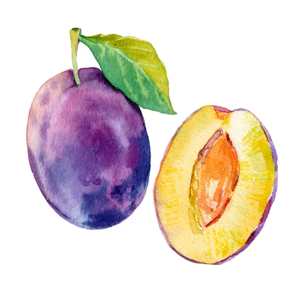 Watercolour vector ripe plum fruit illustration. Hand drawn plum. Fresh juicy fruit. Bright illustration. Watercolor floral botanical painting. — Stock Vector