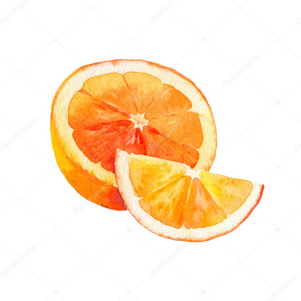 Vector watercolour orange fruit illustration. Hand drawn orange. Fresh orange fruit. Bright illustration. Watercolor botanical painting.