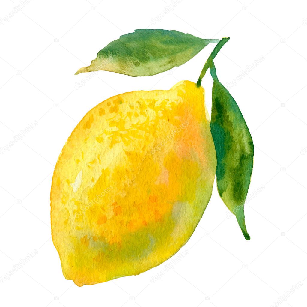Watercolour vector lemon illustration. Hand drawn sweet pear. Bright and fresh illustration. Watercolor botanical painting.