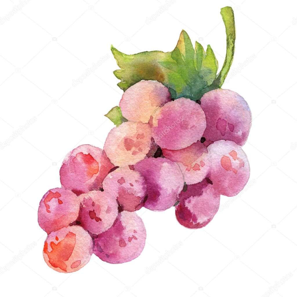 Watercolour vector bunch of grapes illustration. Hand drawn bunch of grapes. Bright and fresh illustration. Watercolor botanical painting.