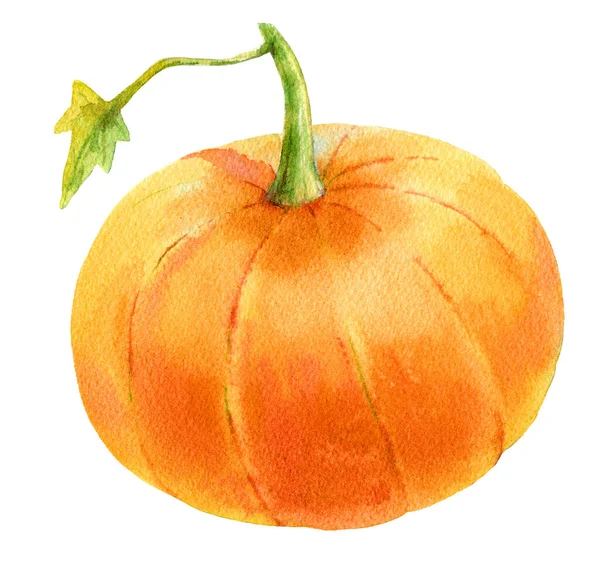 Calabaza acuarela, gran diseño para cualquier propósito. — Foto de Stock