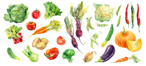 Aquarell gemalte Sammlung von Gemüse. Frische bunte Gemüse Hintergrund — Stockfoto