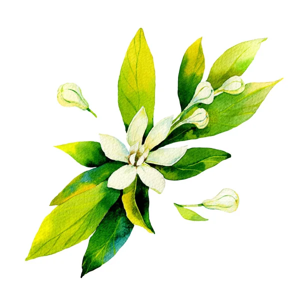 Τσάι αφήνει υδατογραφία εικόνα απομονώνονται σε λευκό φόντο. Χειροποίητη ακουαρέλα με πράσινα φύλλα και κλαδιά. — Φωτογραφία Αρχείου