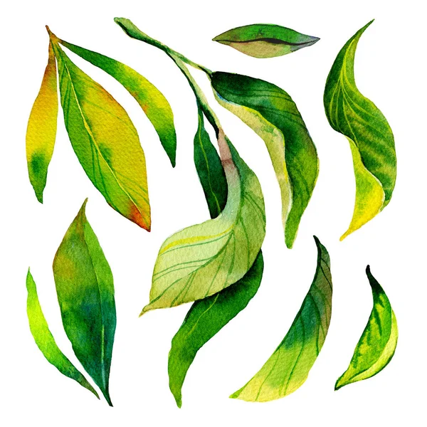 Tea leaves watercolour illustration isolated on white background. Hand-drawn watercolor illustration of green leaves and branches. — Stock Photo, Image