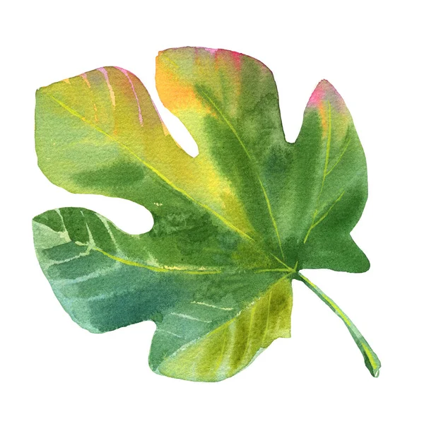 Watercolor figs tree leaf illustration. Hand drawn watercolour illustration of leaf isolated on white. — Stock Photo, Image