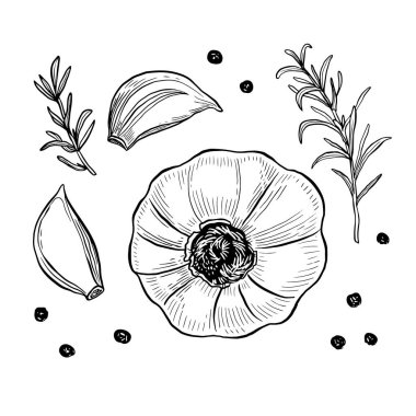 Sarımsaklı el çizimi vektör çizimi. İzole sarımsak, karanfil, biberiye ve karabiber. Oymalı stil vektörü. Sarımsak ve baharat. Ayrıntılı el çizimi.