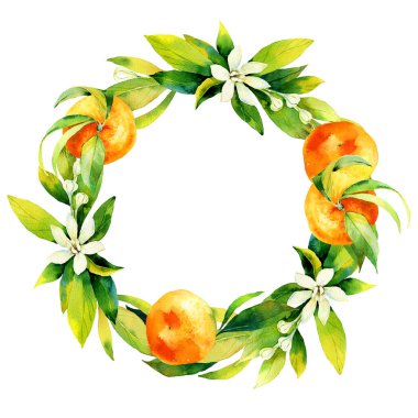 Mandarin ağacı dalları, Mandarin çiçekleri ve Mandarin çelengi. Beyaz arkaplanda suluboya çizimi