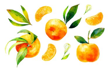 Olgun mandalina meyvesinin suluboya çizimi. Renkli tasarımlar için suluboya çizimi. Beyaz arkaplanda el çizimi mandalina.