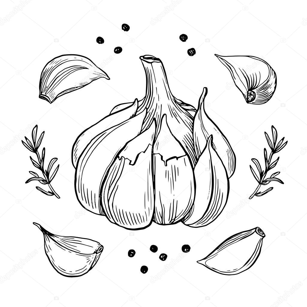 Garlic hand drawn vector illustration set. Isolated garlic, cloves, rosemary and black pepper. Engraved style vector. Garlic and spices. Detailed hand drawn set.