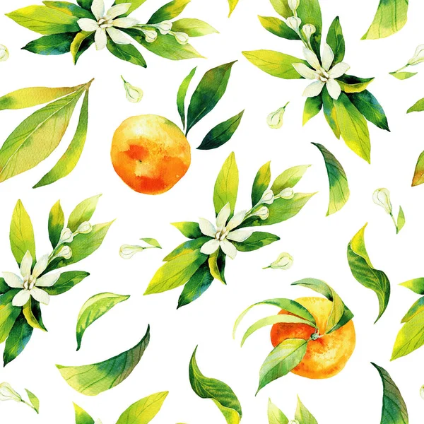 Nahtlose Aquarellzeichnung von Zitrusfrüchten und Blättern. Grüne Blätter und orange Früchte auf weißem Hintergrund. Nahtlose Illustration von Mandarinen und Orangen in Aquarell — Stockfoto
