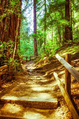 Kaliforniya 'nın görkemli kızıl ormanlarından geçen bir orman yolu parlak yeşil yaprakların arasından süzülen güneş ışığını gösteriyor..