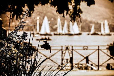 Annecy, Fransa - Augustus 24, 2008: Alplerdeki Annecy Gölü 'nün sakin sularında yelkenli tekneler görülürken, bir kuş santrallerin yakınında uçuyor.