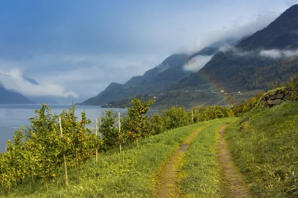 apple garden, fjord,rainbow, mountains and clouds