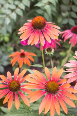 Echinacea is a genus, or group of herbaceous flowering plants in the daisy family. The Echinacea genus has nine species, which are commonly called purple coneflowers. clipart