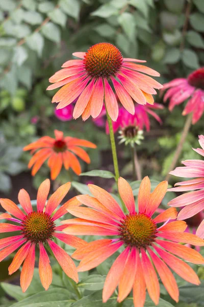 Echinacea, papatya familyasından bir bitki cinsidir. Echinacea cinsi genellikle mor koni çiçekleri olarak adlandırılan dokuz türe sahiptir..