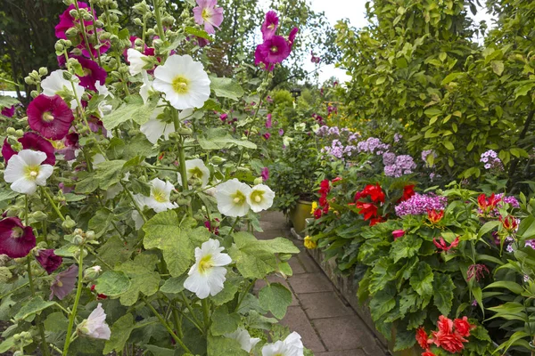 View into a lush garden with blooming mallows and phlox. The allotment garden (Kleingarten) is a paradise in the city.