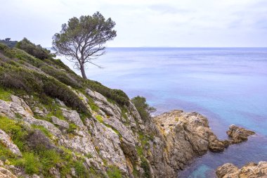 Tipik çam ağacı görünümünü Akdeniz. Saint-Tropez yakınındaki Güney Fransa'nın kıyısındaki gördün. Saint-Tropez French Riviera üzerinde yer alır. 