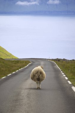 Koyunlar her zaman önceliği Faroe Adaları üzerinde vardır..