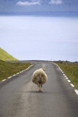 Sheeps always have priority on the Faroe Islands. clipart