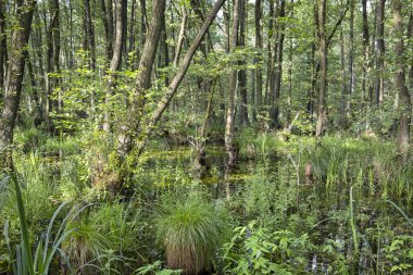 Erlenbruch, Carr. Bataklık (veya carr) yazın. Bir bataklığım ormanlık, sucul bitki örtüsü ile kaplı bir sulak alan. Brandenburg, Almanya, Doğa Park Nuthe-Nieplitz içinde görülmüş.