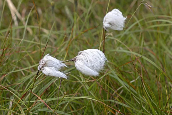 Eriophorum, cottongrass, Kuzey Tundra tarihlerde Faroe Islands üzerinde.