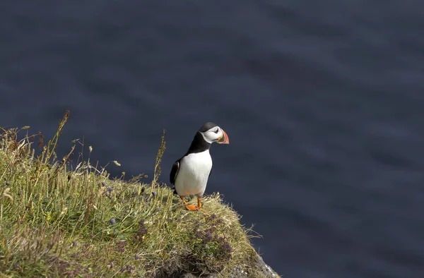 Atlantic Puffin Looking Sea Seen Faroe Islands Spending Autumn Winter — Stock Photo, Image