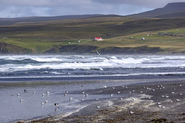 Patrones Árticos Volando Sobre Playa Islandia Región Tjornes —  Fotos de Stock
