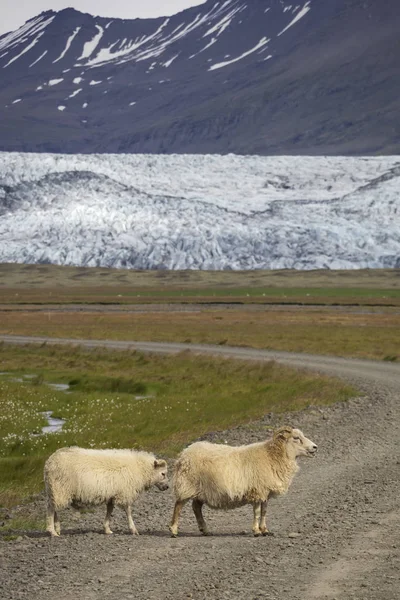 Duas Ovelhas Frente Famosa Geleira Vatnajokull Islândia — Fotografia de Stock
