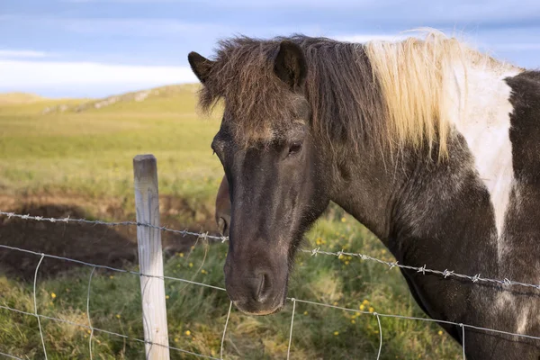 Cavallo Islandese Una Razza Cavallo Sviluppata Islanda Anche Cavalli Sono — Foto Stock