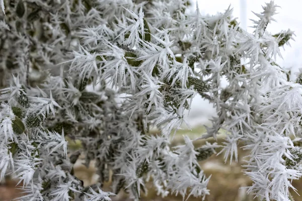 Detalj av bladen på vilka kristaller av rimfrost — Stockfoto