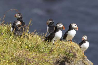 Atlantik puffins denizin üzerinde seyir