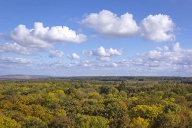 Ormana görünüm Hainich, Thuringia, Almanya