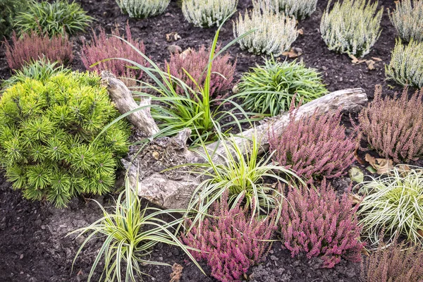 Bir bahçede Heather farklı renkler