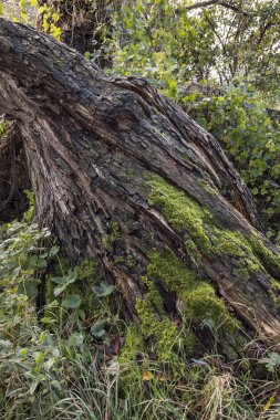 Sarmaşık ve diğer bitkiler ile eski ağaç