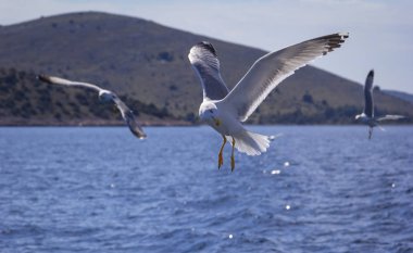 Akdeniz'in su üzerinde uçan martılar, Hırvatistan