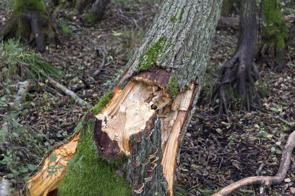 Fallen tree after a strong autumn storm in a forest