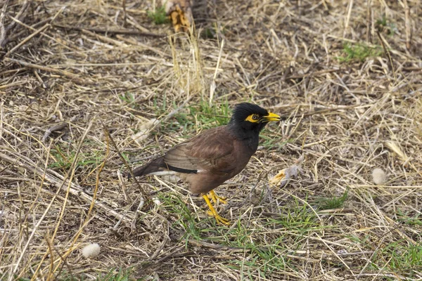 Gemeine myna, wurde in Neuseeland gesehen. — Stockfoto