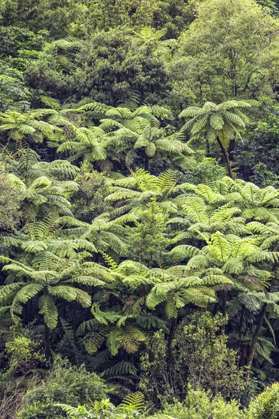 Vista de uma floresta tropical onde um monte de samambaias de árvores estão crescendo, Novo — Fotografia de Stock